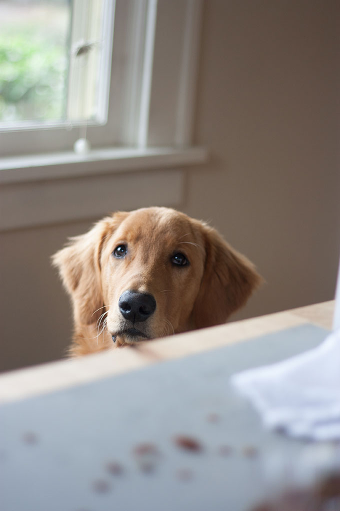 golden retriever puppy looking at chocolate granola 