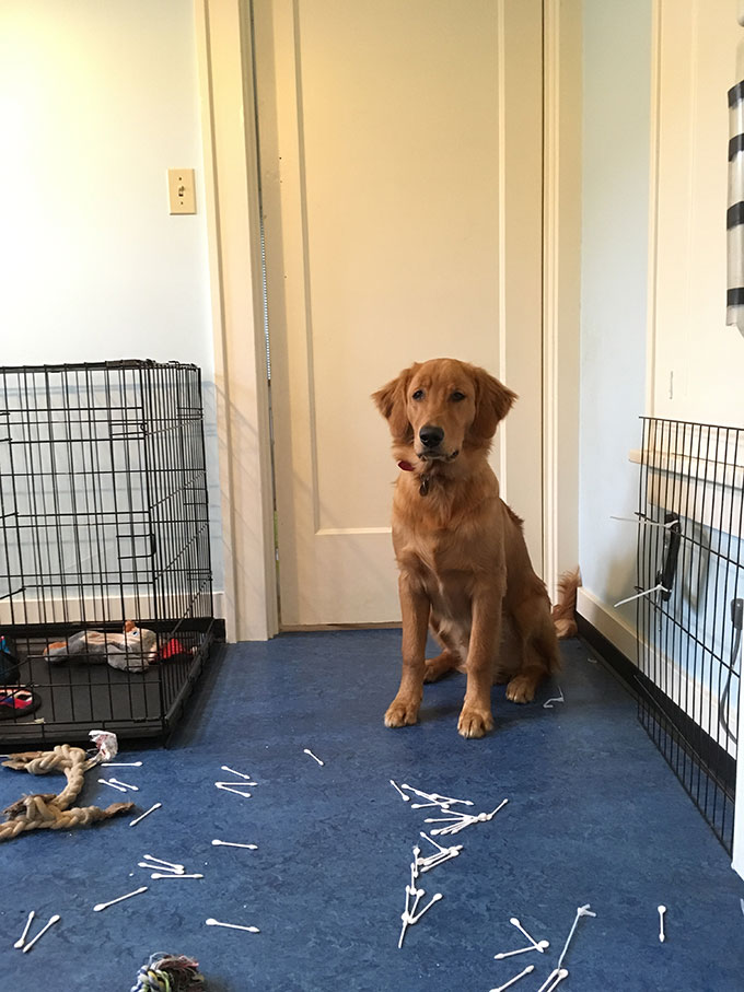 golden retriever puppy looking proud about the mess he is standing behind 