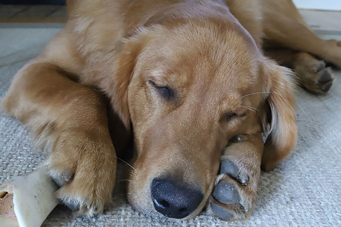 golden retriever puppy asleep on his bone