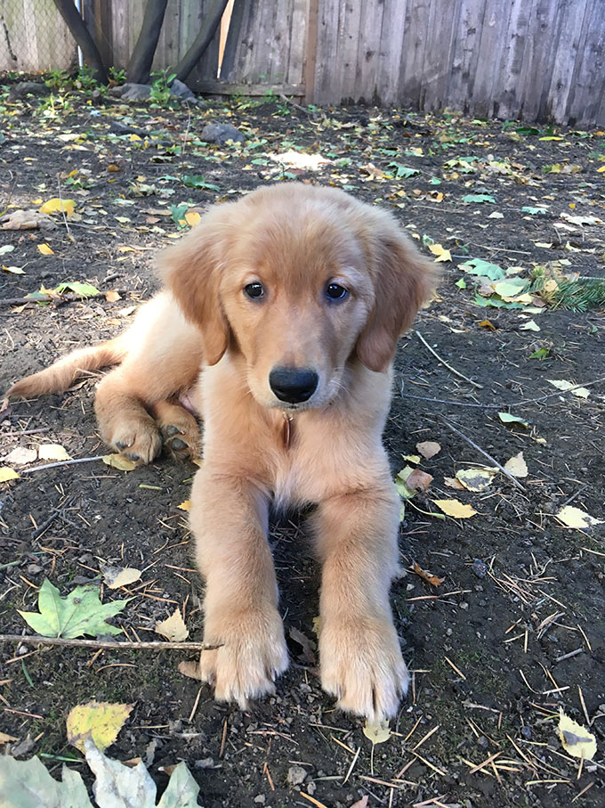 golden retriever puppy in yard