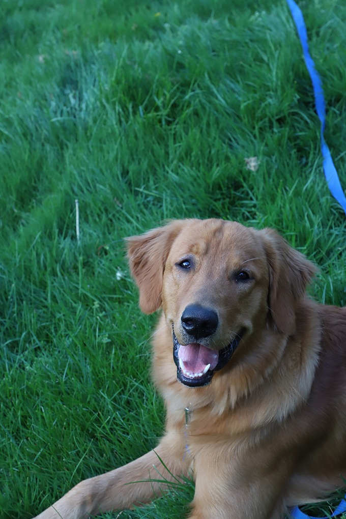 golden retriever puppy smiling happily at the camera