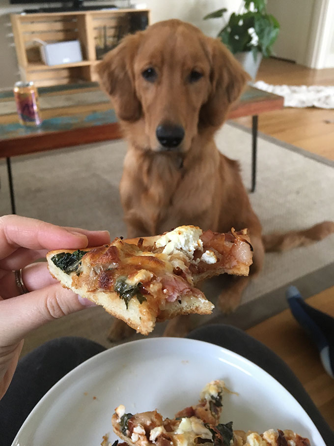 golden retriever staring at piece of pizza