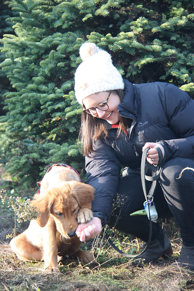 golden retriever puppy holding my hand with his paw in front of a christmas tree