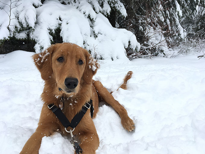 golden retriever puppy sitting in the snow