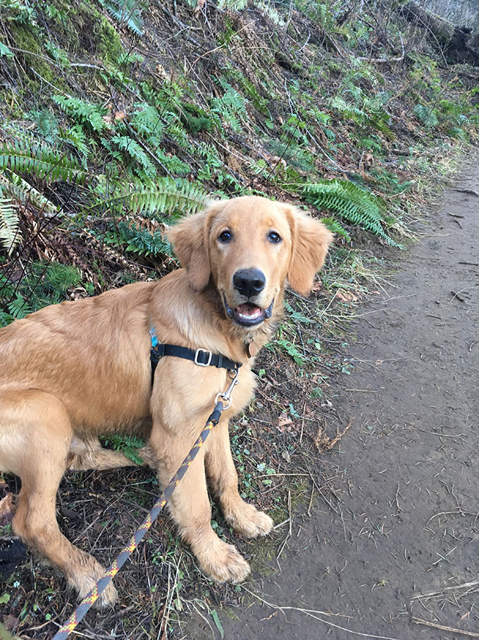 goofy golden retriever puppy on hiking trail looking at camera